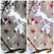 [아이폰] 벚꽃 사진 보정법