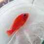 Aulonocara sp. firefish