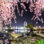 영산 연지못 벚꽃 잎 유영