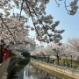 경기 김포 벚꽃길 계양천 벚꽃 명소 주차