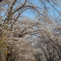 파주 벚꽃명소 오산리기도원(4월 6일)아직 꽃놀이 못 가신 분!!