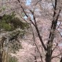 [서울서초] 양재천 벚꽃 축제 나들이