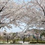 관악구 숨은 명소 벚꽃과 목련이 만개한 낙성대공원 봄꽃놀이(24년 4월 7일)