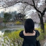 [김천 가볼만한곳] 화려한 벚꽃과 함께 산책하기 좋은 김천 연화지 벚꽃축제 개화 상황