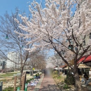 4월 7일 벚꽃 만개 건대 입구와 성수동 나들이