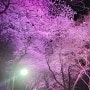 인천 야간 데이트 자유공원 벚꽃길! 주차장 정보까지