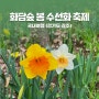 화담숲 4월 봄 수선화 축제 예약 벚꽃여행 후기