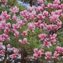 4월에 분당 탄천 벚꽃길을 걸으면 보이는 것들,황새울공원에서 정자역까지 걸어보다