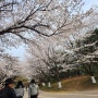 일산 호수공원 벚꽃 명소에서 봄을 만끽하다