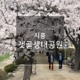 시흥 갯골생태공원 벚꽃여행 놀거리 경기도 벚꽃터널 명소 걷기좋은길 4월 봄에 나들이 가볼만한곳
