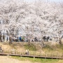 김포 최고의 벚꽃명소! 김포 계양천 벚꽃터널에 벚꽃 만개!