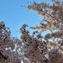 블린이의 4월 첫 주말의 일상 기록_벚꽃놀이part.1