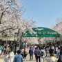 인천대공원 벚꽃 실시간 사진 (4월7일) 차막힘 덜한 길 추천