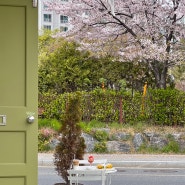 대전 도안동 벚꽃 카페 뉴타운. 브런치도 판매