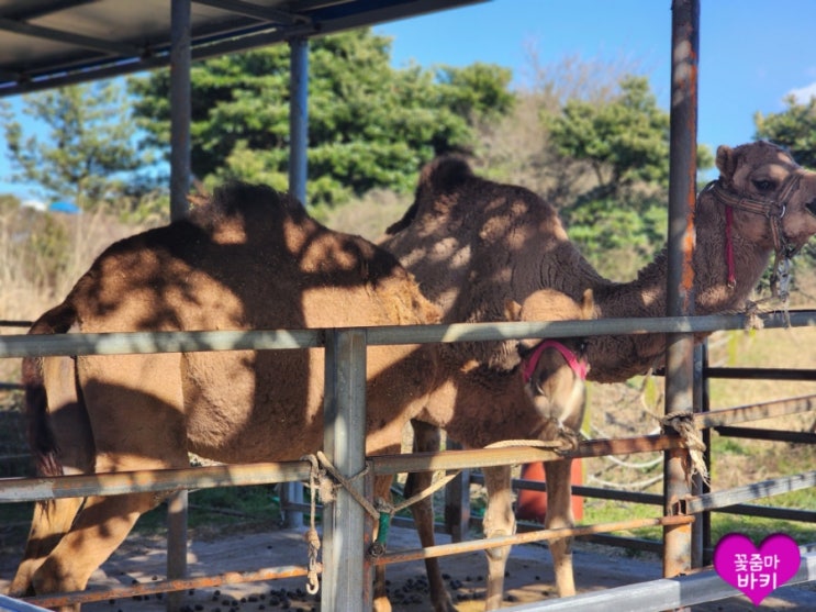 제주 아이들과 함께 할 체험거리::낙타트래킹