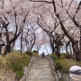 [인천] 벚꽃 명소로 자유공원 추천 근처 가볼만한 곳