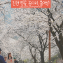 진천 벚꽃: 붕어섬, 농다리_ 사진 찍고 드론 날리고♩(24.4.7)