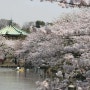 지금 도쿄에가면 최고의 벚꽃 절경을 감상할 수 있는 곳 우에노공원