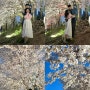 [천안벚꽃명소] 천안 “원성천” 벚꽃 24년 4월 7일 현 상황 벚꽃비가 내려와 ~~🌸🌸