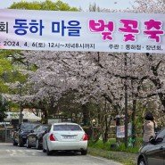 광주 서구 벚꽃 명소, 만귀정이 있는 세하동 동하마을 제10회 벚꽃축제