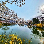 김천 연화지 벚꽃만개 예뻣던 하루