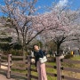 경기도 벚꽃 명소 수원 만석공원 추천 (2024년 4월 6일 기준 실시간 개화 상태)