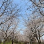 인천 벚꽃명소 🌸 인천서구사람들이 다 모이는 곳👉👈