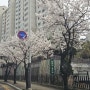 우리 동네 봄 벚꽃 잔치
