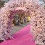 가평 벚꽃명소 2024 에덴벚꽃길 벚꽃축제 이번주 만개할듯!/ 음식은 가성비 갑!!!