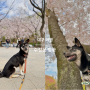대구 수성못, 강아지와 벚꽃 명소 데이트 코스 산책