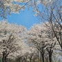 경북 상주 공성면 백두대간생태교육장 상판저수지 가는 벚꽃길 환상의 드라이브코스 나들이 하기좋은곳