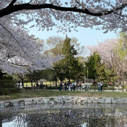 주말 서울 벚꽃구경 (남산둘레길, 용산가족공원)