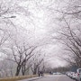 부산 황령산 벚꽃길 그리고 순천 서천 벚꽃길
