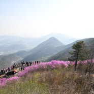 창원 천주산 진달래 산행