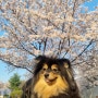 2024.04.05 보라매공원 벚꽃 만개 춘자랑 여유있는 오후 산책