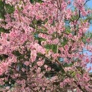 경의선숲길 벚꽃구경 데이트