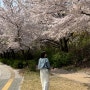 0407 성내천 벚꽃 만개🌸