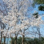 2024년 4월 8일 실시간 강원도 벚꽃, 벚꽃 축제 및 영랑호 벚꽃 시기 안내