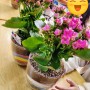 익산한솔유치원 7세반 카랑코에식물 테라리움 꽃다비팜3명의 모녀 원예강사 출강 친구들 넘 예뻐요
