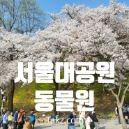 과천 서울대공원 동물원 후기 벚꽃 정보 주차 꿀팁