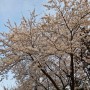 인천 수봉공원 벚꽃 명소 놀이터 별빛축제
