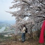 벚꽃 만개한 와룡산 용미봉 벚꽃터널