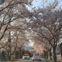 담양가볼만한곳 관방제림 벚꽃 명소 주차 광주 근교 나들이