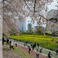 부산 온천천 유채꽃밭 벚꽃터널 4월 가볼만한 곳