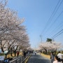 김포 벚꽃축제 계양천 주차 꿀팁
