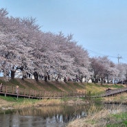 벚꽃명소 벚꽃축제 벚꽃엔딩 벚꽃만개 김포에서 벚꽃을 즐길 수 있다. 인천에서도 가까워요.