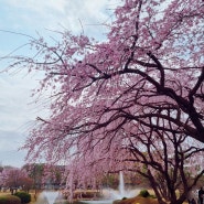 [대전]　🌸벚꽃보러 카이스트 가기