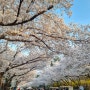 2024년 4월 벚꽃축제 / 과천 렛츠 런 파크 서울 벚꽃축제
