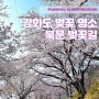 강화도 벚꽃 명소 - 강화산성 북문 벚꽃길 고려궁지벚꽃ㅣ개화상태 주차