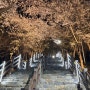 대구 침산동 오봉산 침산공원 벚꽃과 야경 감상 - 대구 벚꽃맛집 대구시내야경맛집